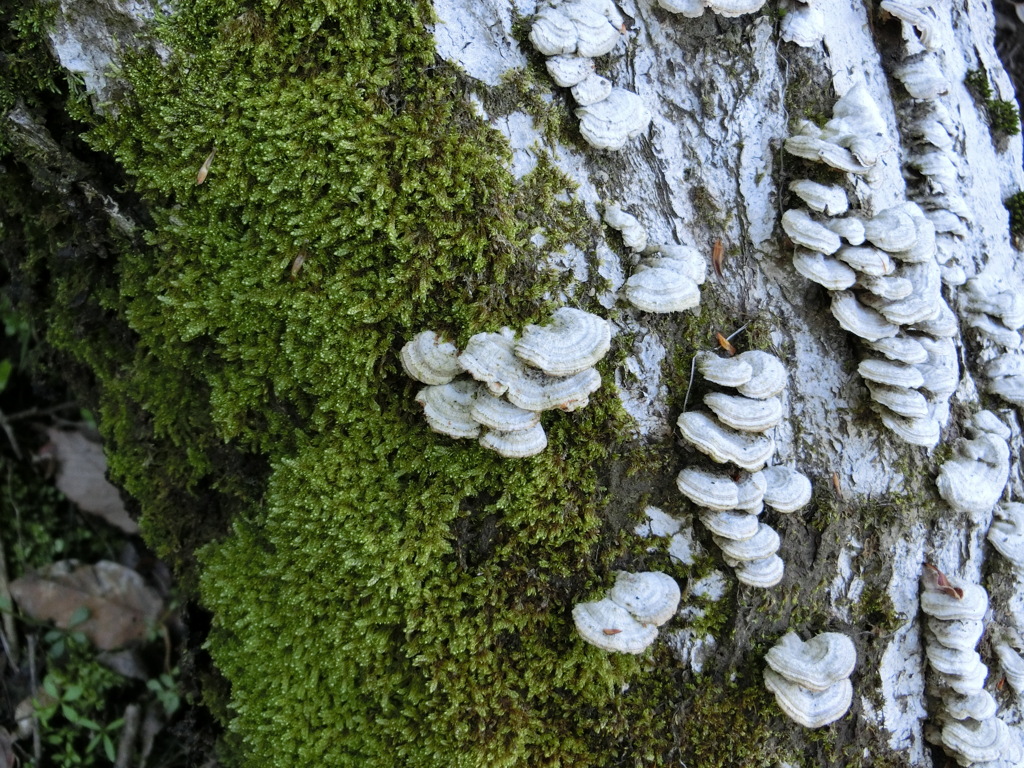 苔とキノコの対比