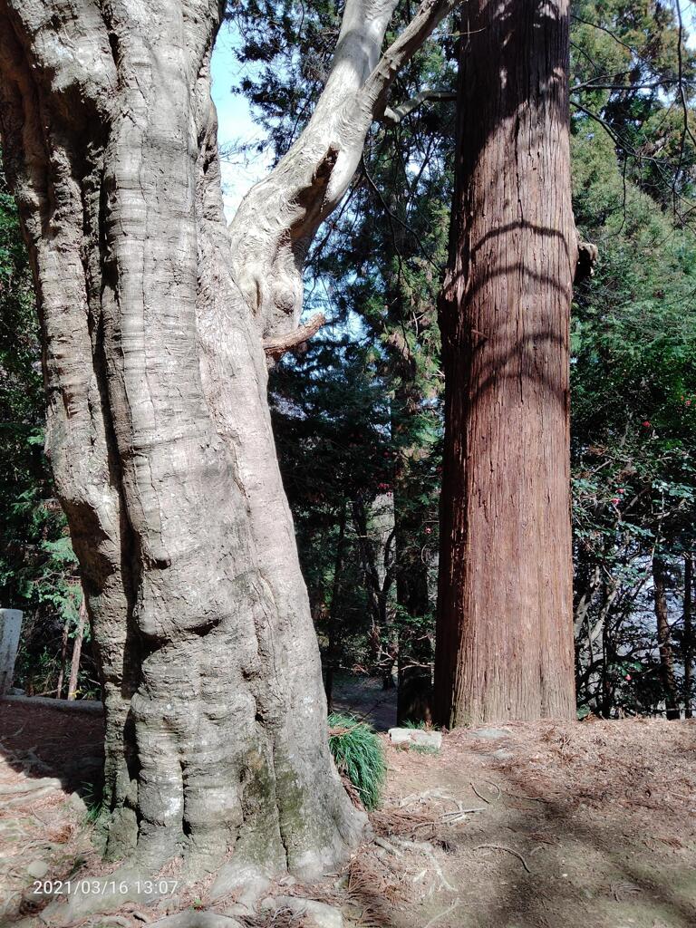 八王子神社の大木