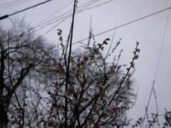 雨の日の梅