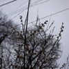 雨の日の梅