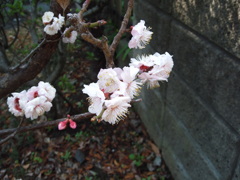 梅の花