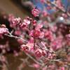梅の花