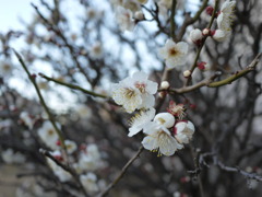 白い梅の花