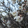 白い梅の花