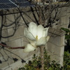 こぶしの花