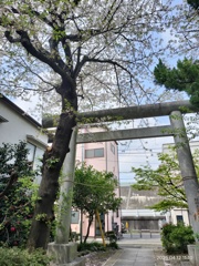 桜と鳥居