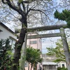 桜と鳥居
