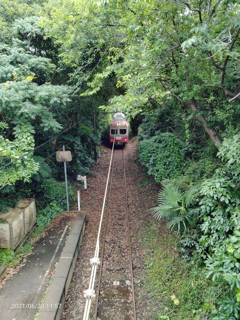 森を駆けるご当地列車
