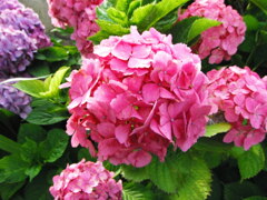 紫陽花