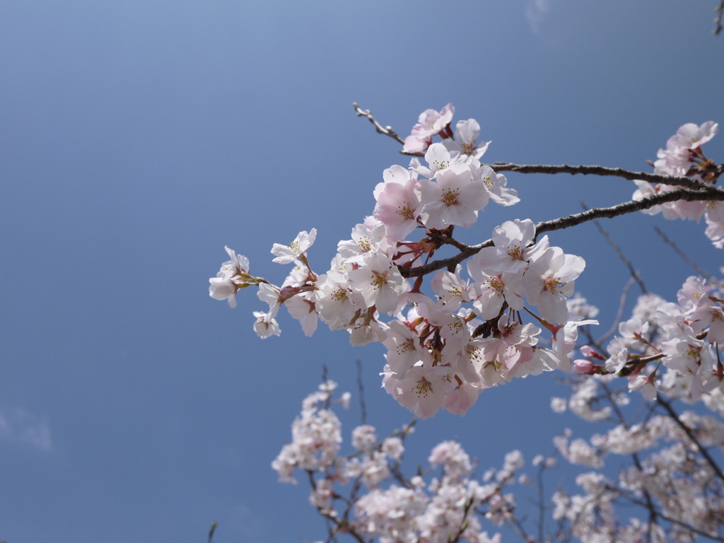 桜③