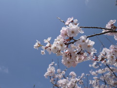 桜③