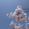 桜③