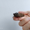 手乗りアブラゼミ