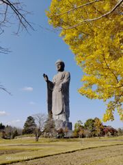 イチョウと牛久大仏