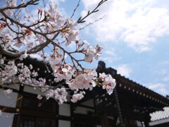 いつものお寺で