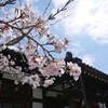いつものお寺で