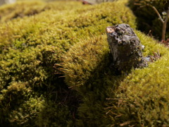 苔