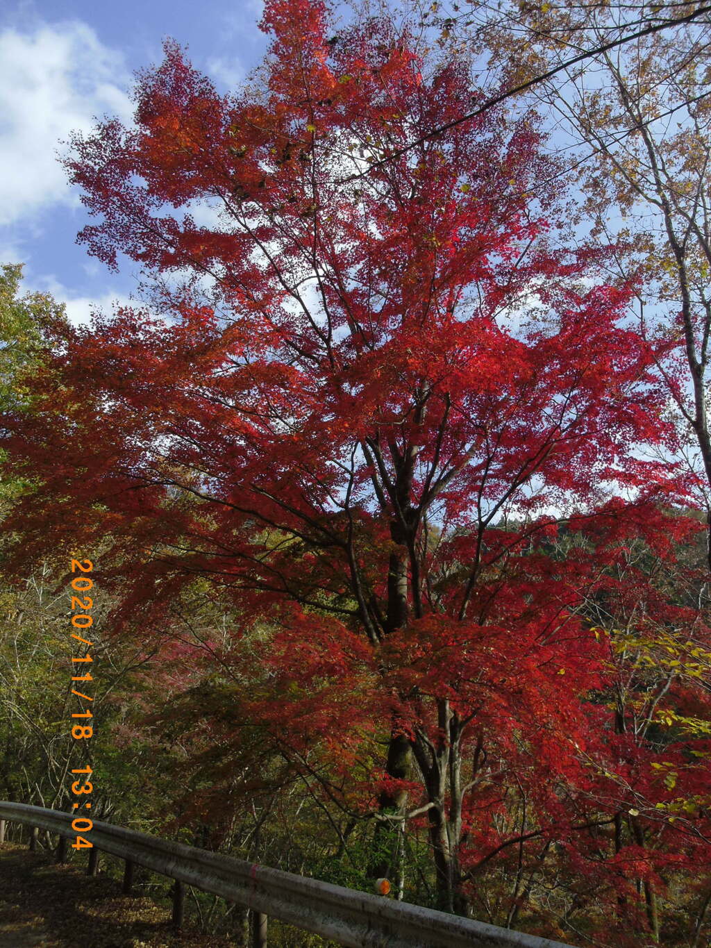 紅葉