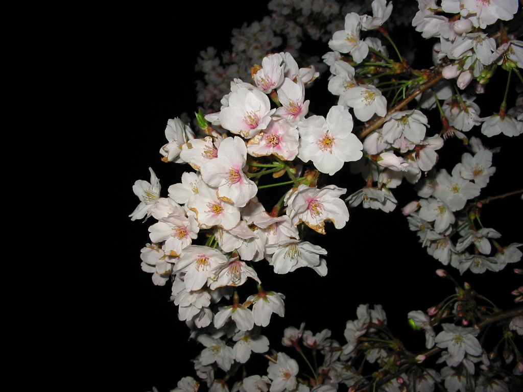 夜桜見物③