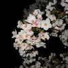 夜桜見物③