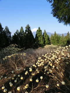 ミツマタと富士山