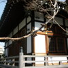 お寺の桜の蕾