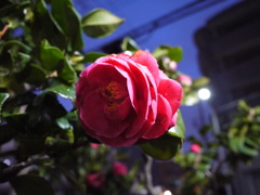 夜の椿