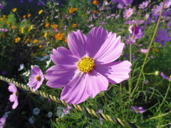 秋桜