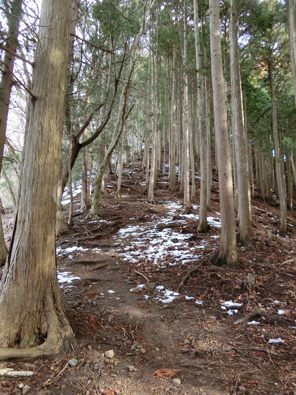 雪が残るきれいな尾根道