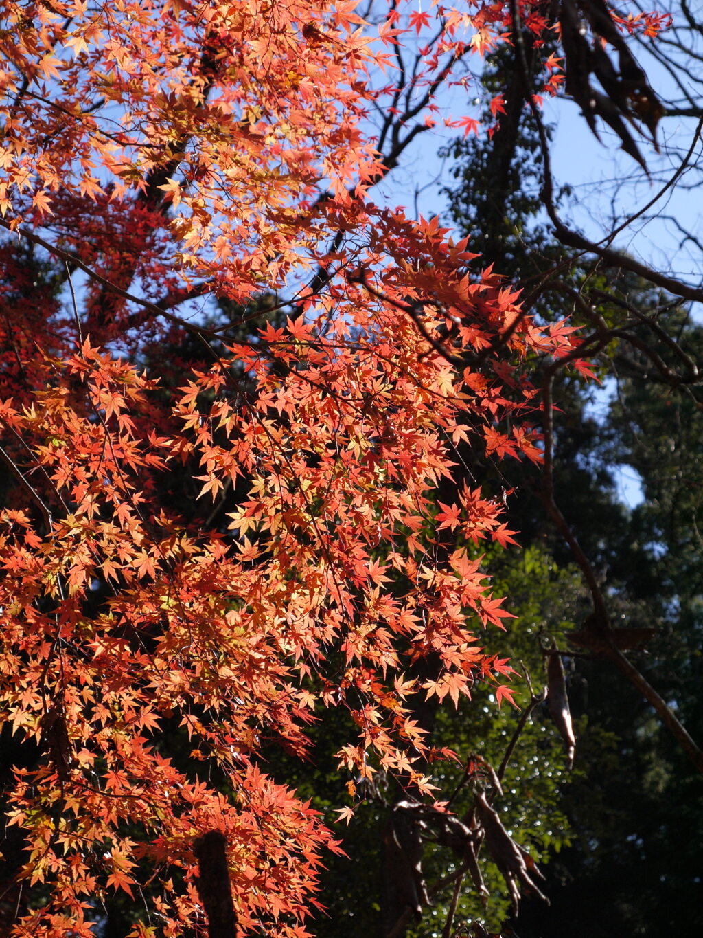 紅葉