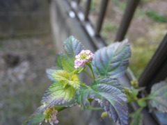 冬の紫陽花