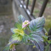 冬の紫陽花