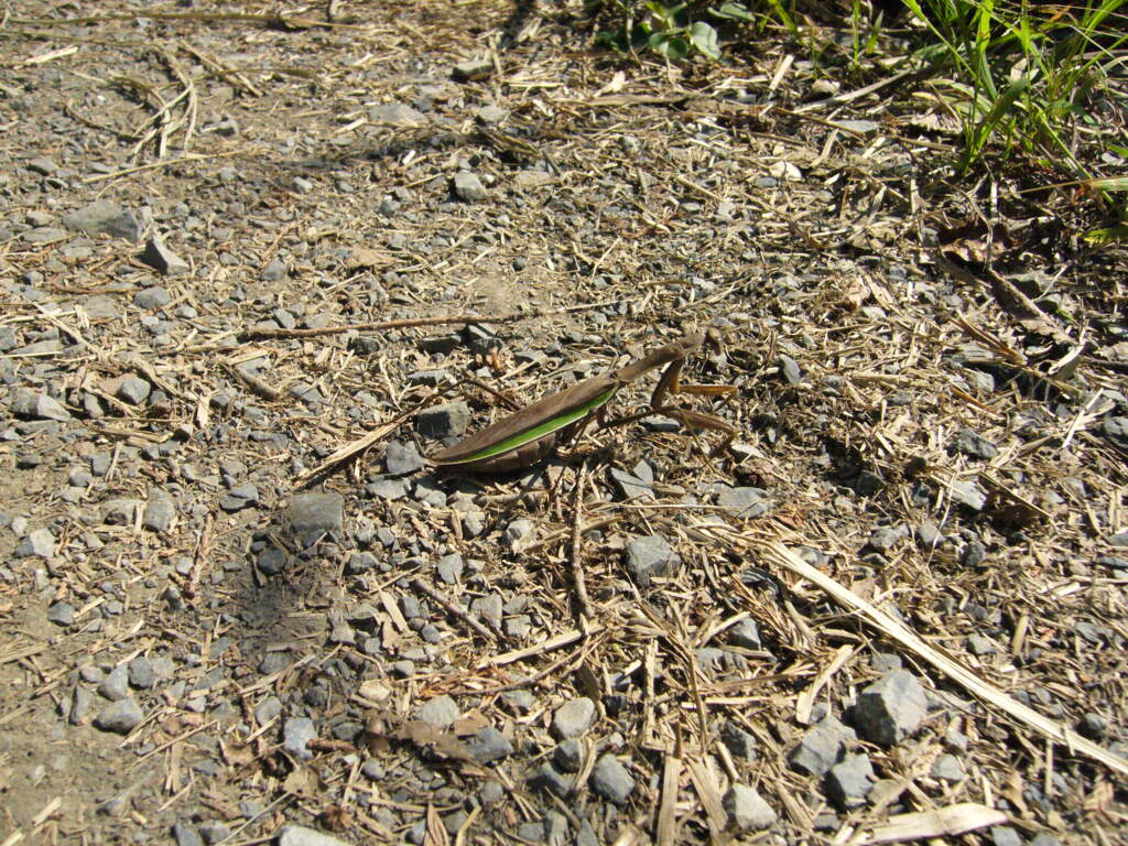 カマキリ