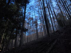 森の中