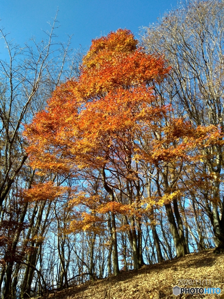 紅葉