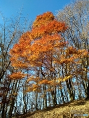 紅葉
