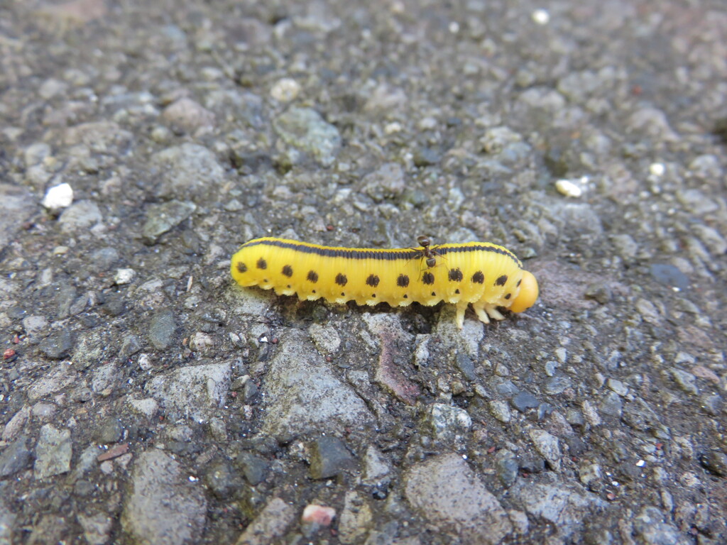 ハバチの幼虫？