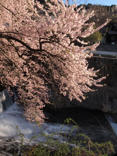 集落の桜