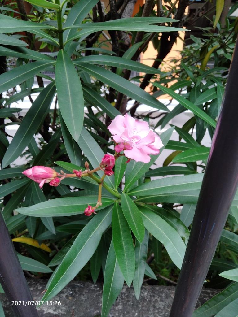 紅いキョウチクトウの花