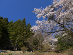 集落の桜