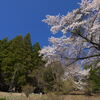 集落の桜