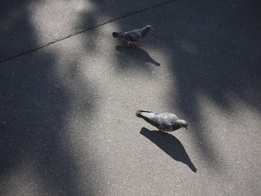 鳩の襲来