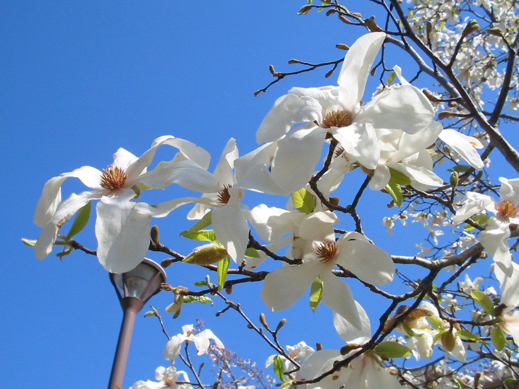 こぶしの花 By でんじろう Id 写真共有サイト Photohito