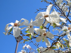 こぶしの花