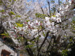 散り際の桜