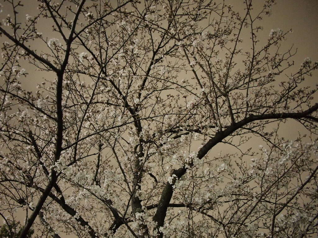 夜桜