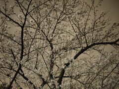 夜桜