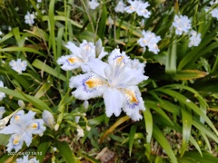 シャガの花