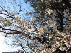 お花見2