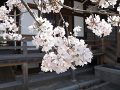 桜②